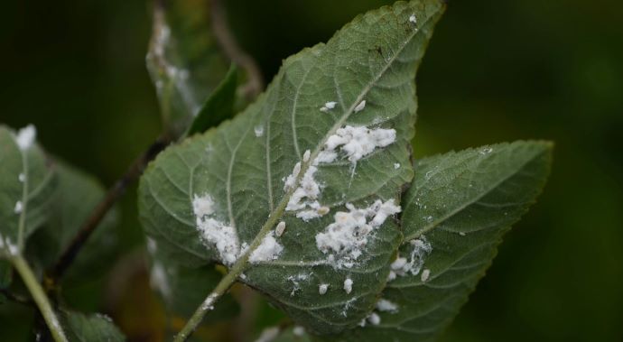 Get It Growing: Fight back against mealybugs before they take over